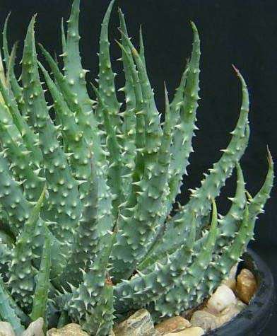 Aloe humilis hybrid