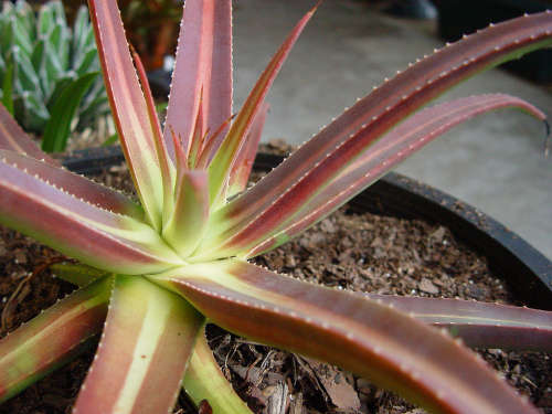 Agave nizandensis