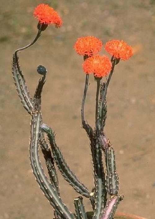 Kleinia stapeliformis