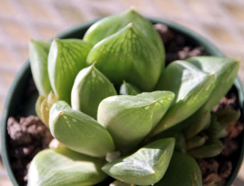 Haworthia cymbiformis