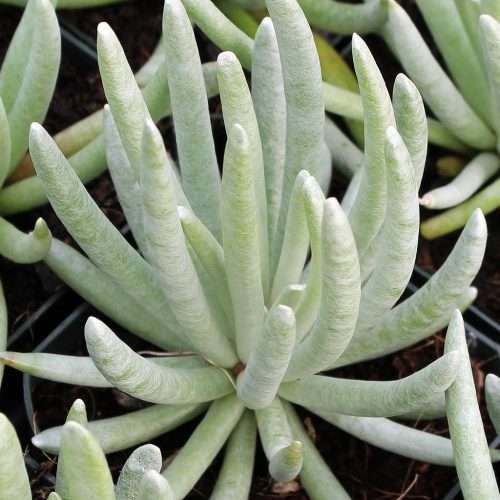 Senecio scaposus