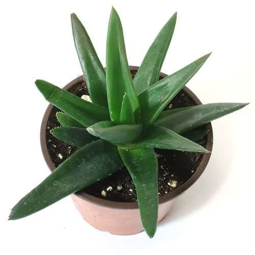 Aloe cv 'Black gem'