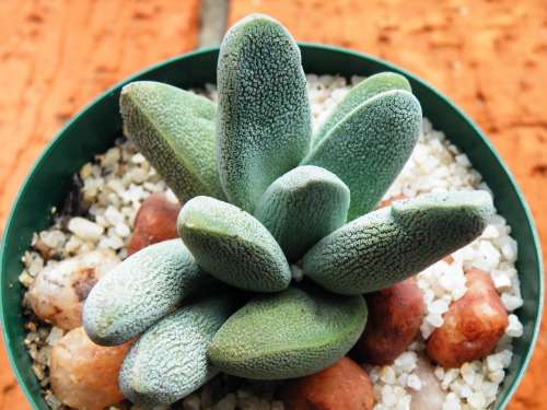 Crassula tecta