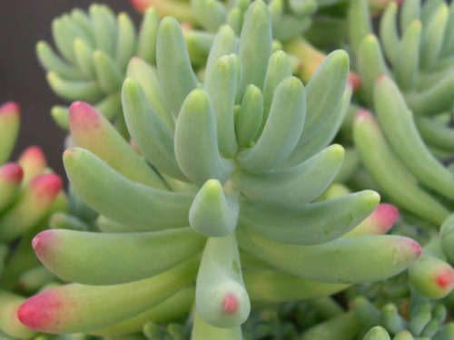 Sedum pachyphyllum plants