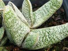 Gasteria batesiana var dolomitica (super white clone)