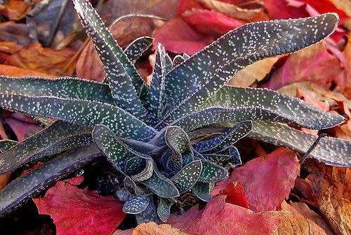 Gasteria carinata var carinata