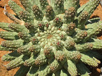 Euphorbia fuscha (Medium)