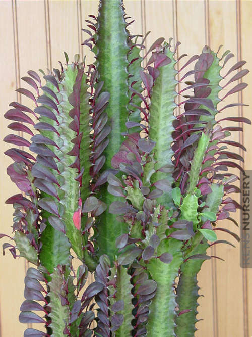 Euphorbia trigona