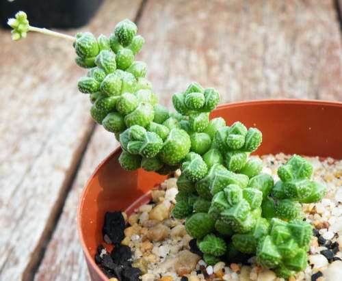 Crassula elegans