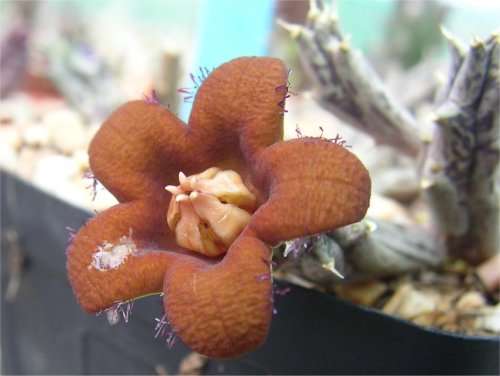 Piaranthus dicipiens