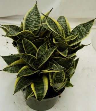 Sansevieria trifasciata 'Golden Hahnii'