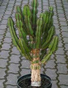 Euphorbia cooperii