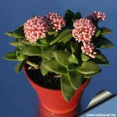 Crassula cv. Bride's Bouquet