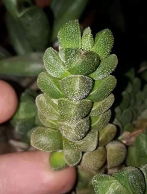 Crassula elegans x columella