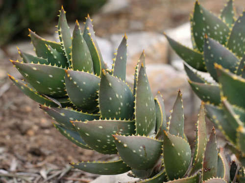 Aloe distans