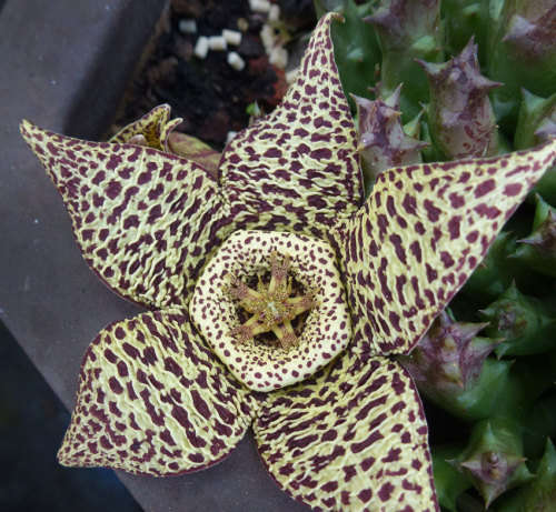 Orbea variegata