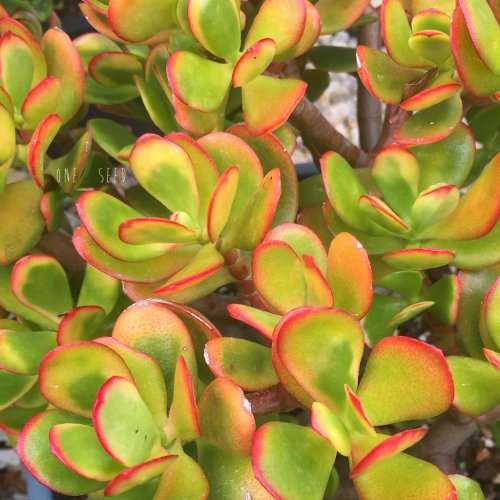 Crassula ovata cv Hummel Sunset