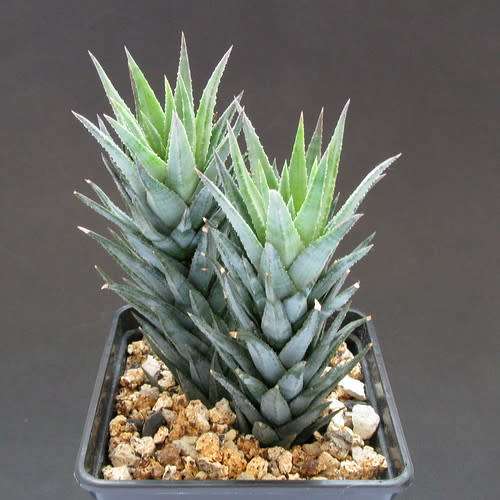 Haworthia glauca var herrei