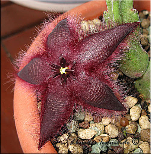 Stapelia asterias