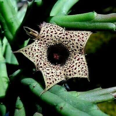 Huernia volkhardtii