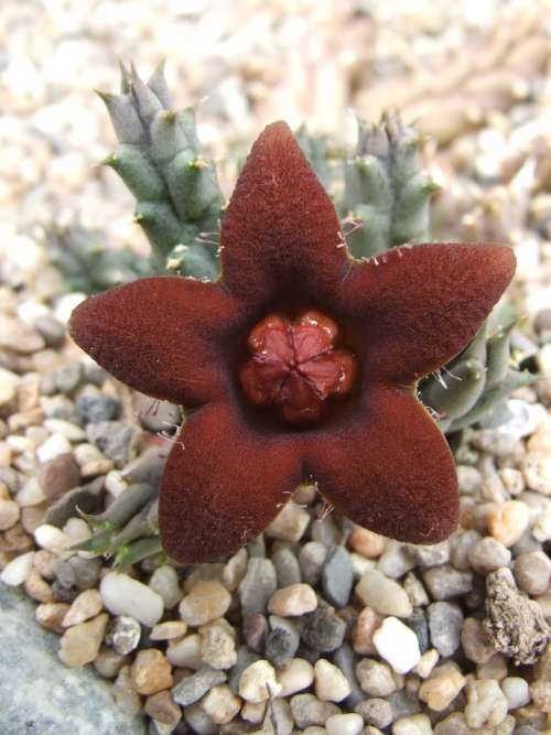 Piaranthus dicipiens