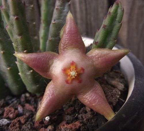 Stapelia divaricata