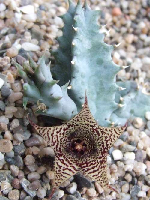 Huernia stapelioides