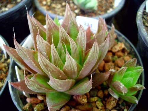 Haworthia cooperii var leightonii