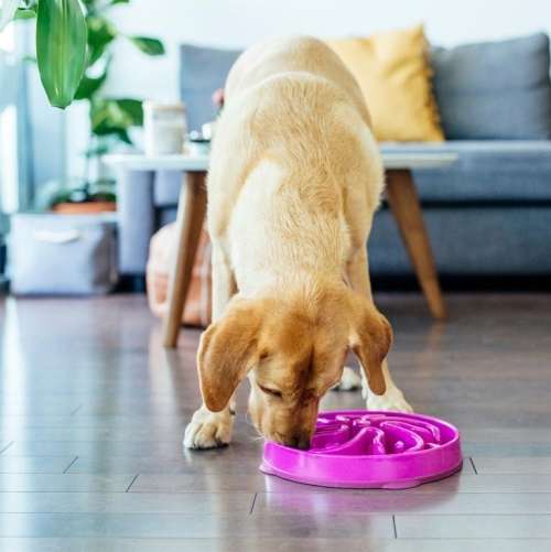 healthy Slow Pet Feeder