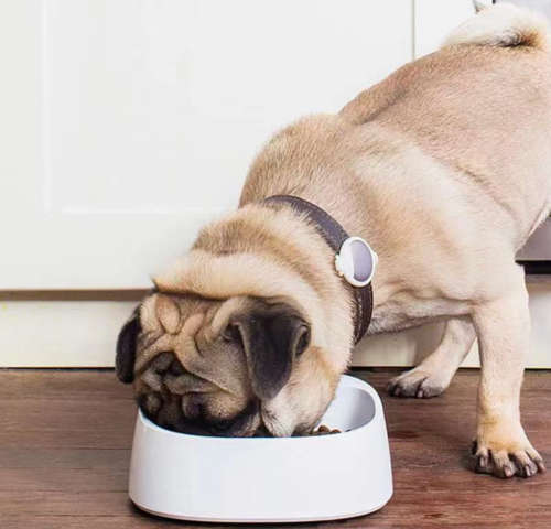 Fresh Intelligent Antibacterial Pet Feeding Bowl with LCD Display and Inserted Battery