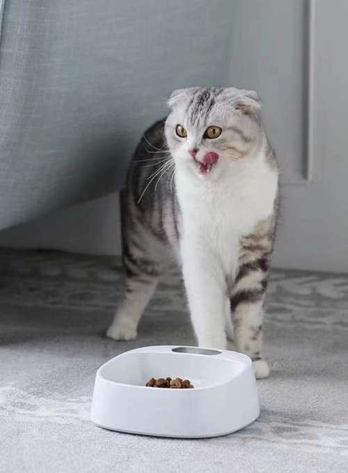 Fresh Intelligent Antibacterial Pet Feeding Bowl with LCD Display and Inserted Battery