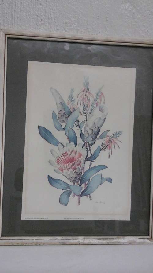 STUNNING VINTAGE PRINT OF SOUTH AFRICAN PROTEAS BY ARTIST MARJORIE WILLE. PROUDLY SOUTH AFRICAN!