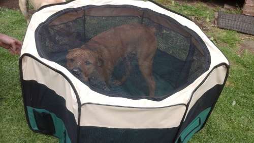 WOW!!! A SPECTACULAR COSMIC PETS COLLAPSIBLE PET PEN.  EXTREMELY UNUSUAL YET HIGHLY PRACTICAL