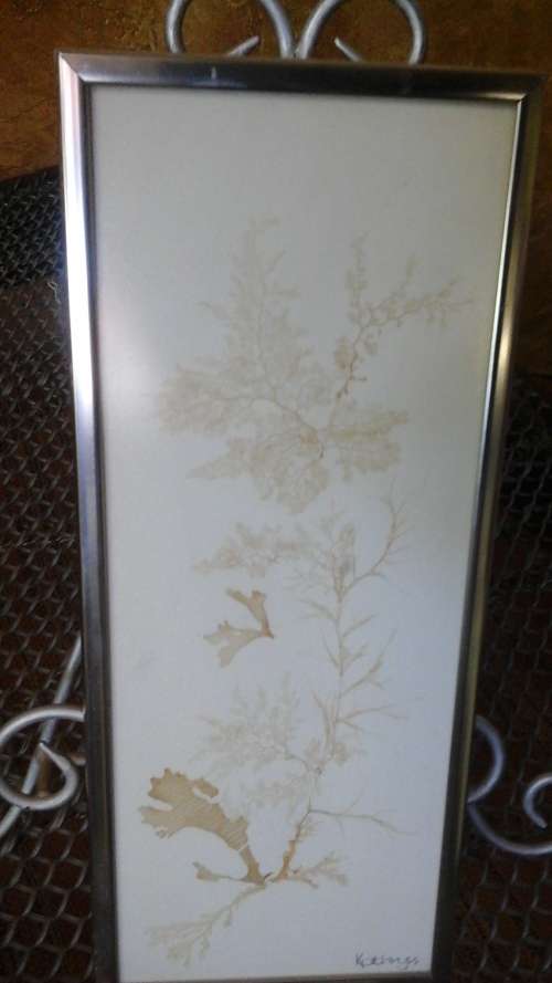 SIMPLY STUNNING FRAMED SOUTHERN AFRICAN SEAWEEDS. ABSOLUTELY BEAUTIFUL PIECE!