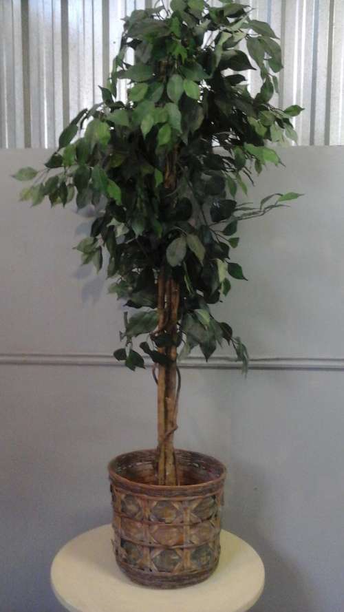 INCREDIBLE CANE/ RATTAN DUSTBIN/ PLANT HOLDER.BEAUTIFUL AND USEFUL PIECE!