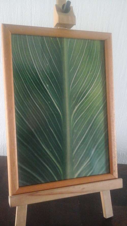 A FANTASTIC WOODEN FRAMED PHOTO OF A LEAF. IF YOU DONT LIKE THE PICTURE BUY IT FOR THE FRAME