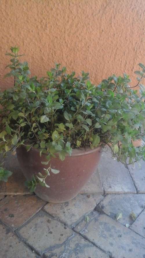 A MAGNIFICENT MINT PLANT IN A FANTASTIC CLAY POT. MINT SMELLS LOVELY