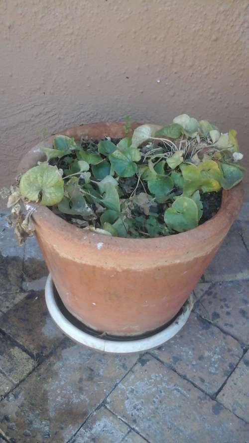 MAGNIFICENT PLANTS IN A CLAY POT. ADD SOME COLOUR TO YOUR GARDEN