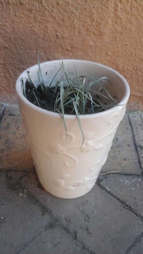 WOW CARNATIONS IN A CERAMIC POT. WILL LOOK GOOD IN ANY GARDEN