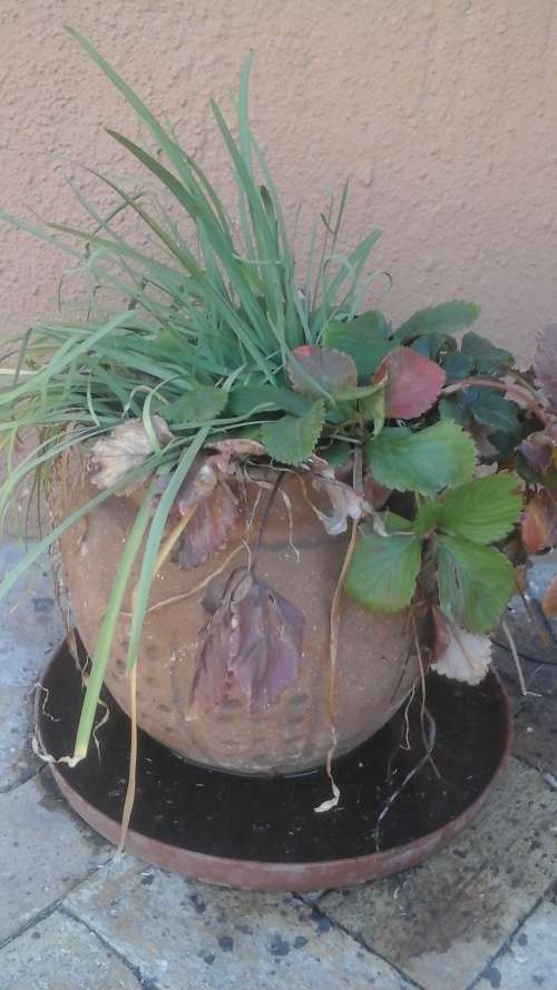 STRAWBERRIES IN A CLAY POT. WOW WILL BE AWESOME