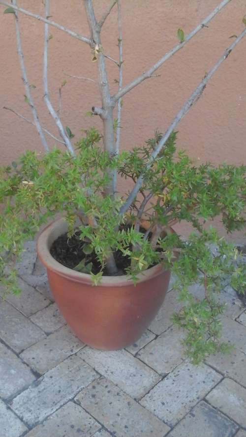 A FANTASTIC CLAY FLOWER POT WITH PRETTY PLANTS. PERFECT FOR ANY GARDEN.