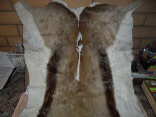SPRINGBOK skin whole treated Donation to SPCA