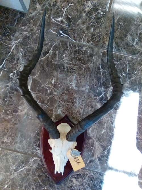 EXOTIC COLLECTABLE IMPALA HORNS ON SOLID WOODEN SHIELD PLAQUE