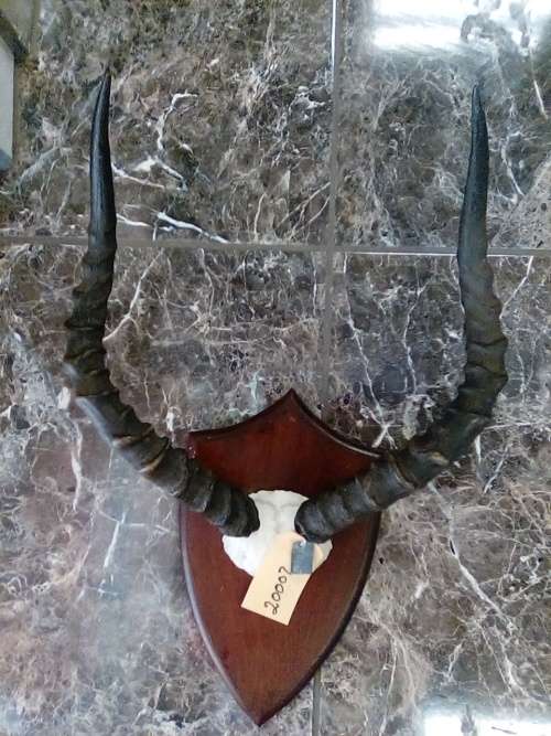 EXOTIC COLLECTABLE IMPALA  HORNS ON SOLID WOODEN SHIELD PLAGUE