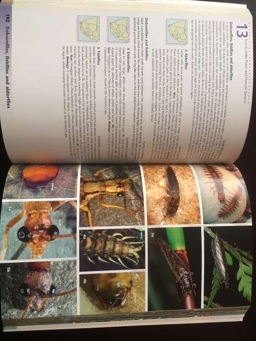 Freshwater Life: A Field Guide to the Plants and Animals of Southern Africa