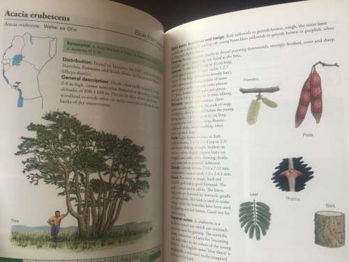 Field Guide to Acacias of East Africa