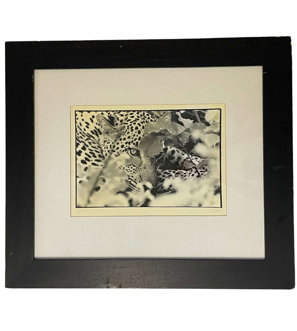 Signed Photograph "Big Cat Country: The Leopard of Singita Sabi Sand" by D. Good  Vintage, Framed