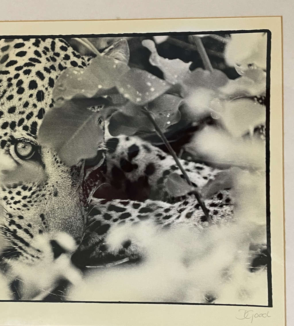 Signed Photograph "Big Cat Country: The Leopard of Singita Sabi Sand" by D. Good  Vintage, Framed