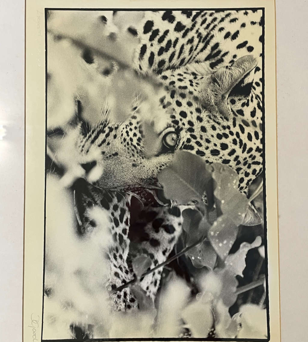Signed Photograph "Big Cat Country: The Leopard of Singita Sabi Sand" by D. Good  Vintage, Framed