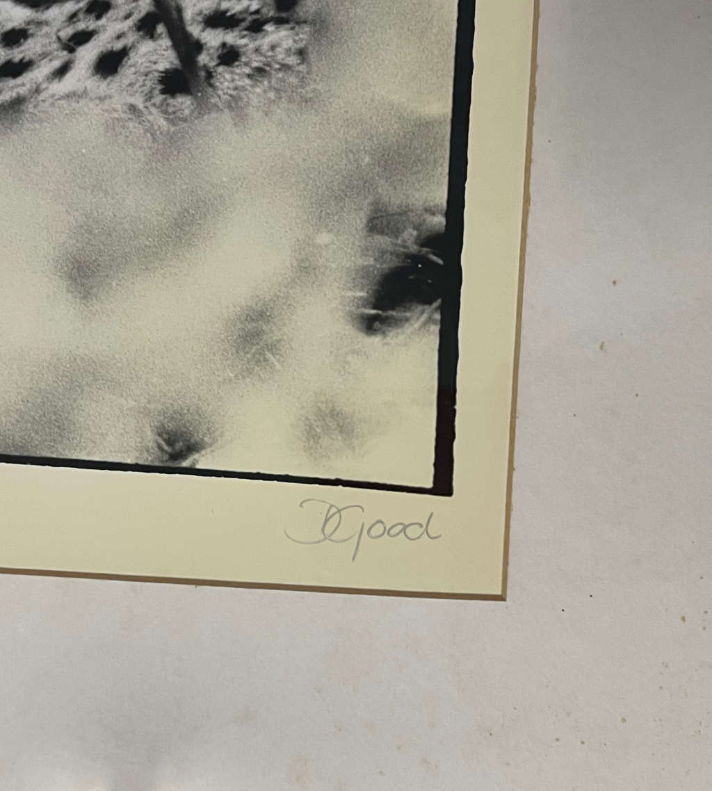 Signed Photograph "Big Cat Country: The Leopard of Singita Sabi Sand" by D. Good  Vintage, Framed
